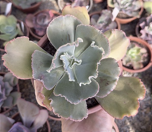 E. GIBB. PEARL (CARÚNCULAS) POTE 13
