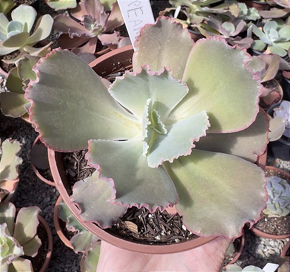 E. GIBB. PEARL (CARÚNCULAS) POTE 11
