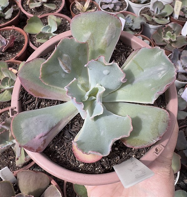 E. GIBB. PINK TOURMATINE POTE 13 SEM RAIZ