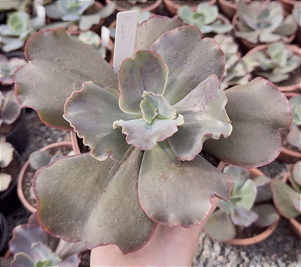 E. GIBB. RAJAHN CUIA 13