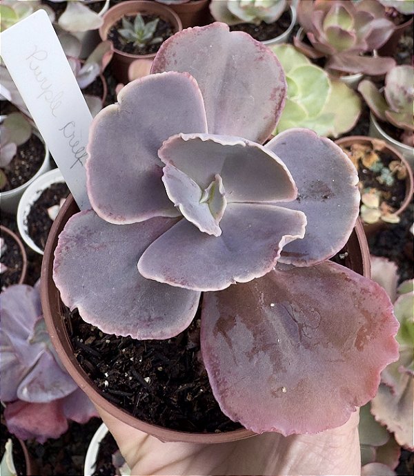 E. GIBB. PURPLE CREFF POTE 9