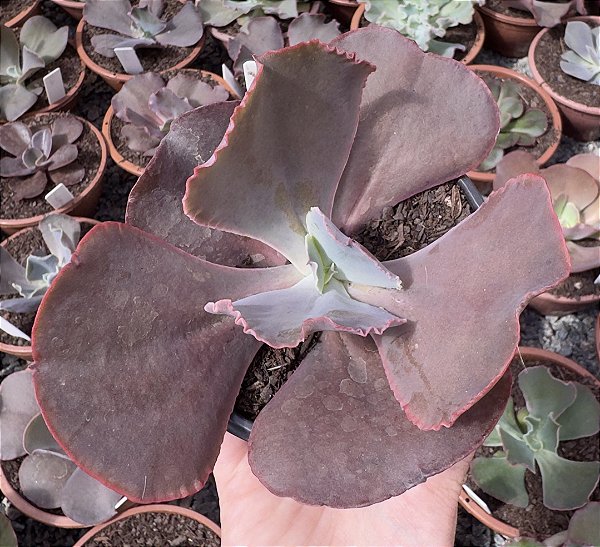 E. GIBB. BLACK ROSE POTE 11