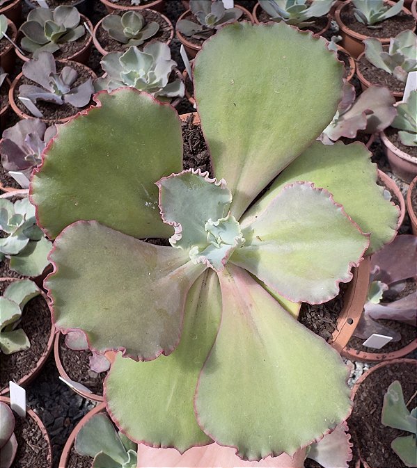 E. GIBB. BLUSH POTE 13 SEM RAIZ