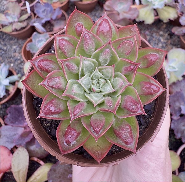 E. LONGISSIMA C/ CARUNCULAS POTE 9