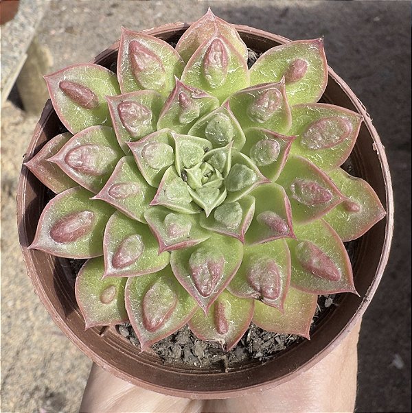E. LONGISSIMA C/ CARUNCULAS POTE 9
