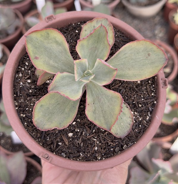 E. TORNADO VAR. CUIA 13