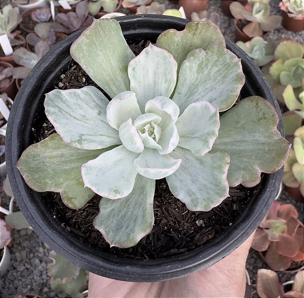 E. BERKELEY VAR. POTE 11