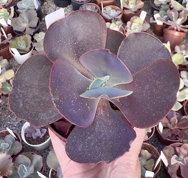 E. GIBB. COCO (IMPORTADA) POTE 9