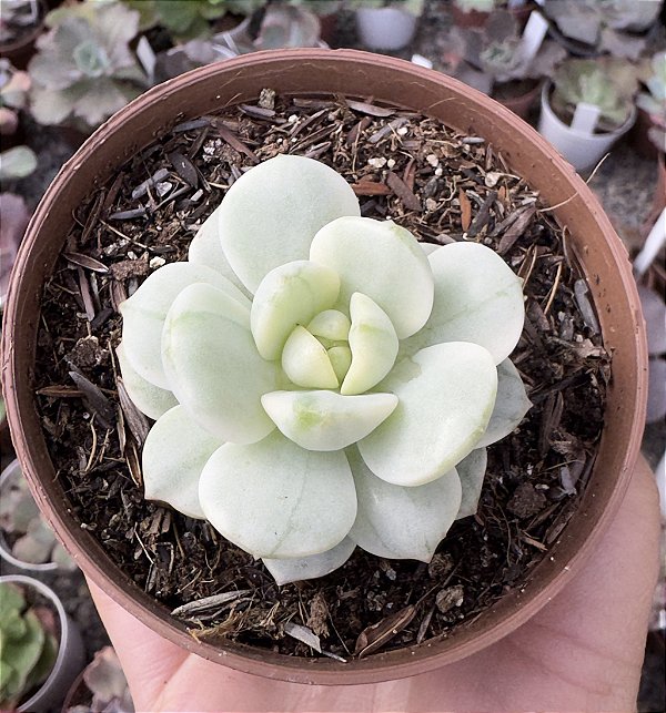 SED. PUDGY VARIEGATA POTE 9