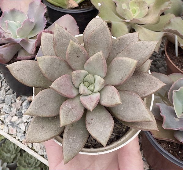 E. PURPLE STAR COREIA POTE 9