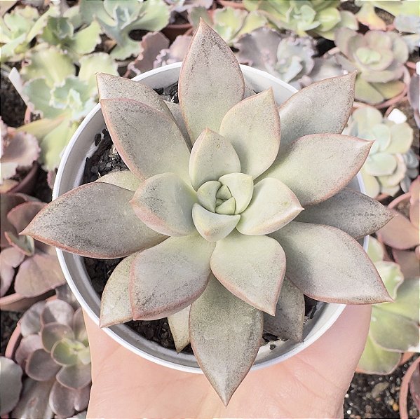 E. PURPLE STAR COREIA POTE 9