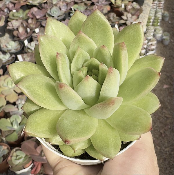 E. MALGAN SUGAR HEART POTE 9