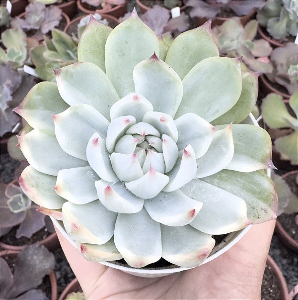E. CHIHUAHUENSIS VARIEGATA POTE 9