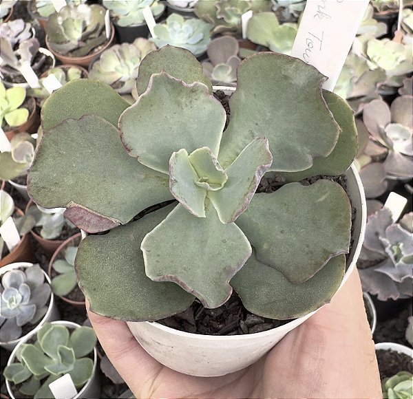 E. GIBB. PINK TOURMATINE POTE 9