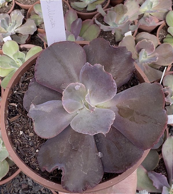 E. GIBB. BULLÉRIA IMPORTADA POTE 13