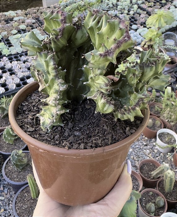 EUPHORBIA LACTEA CRISTATA SEM RAIZ POTE 15