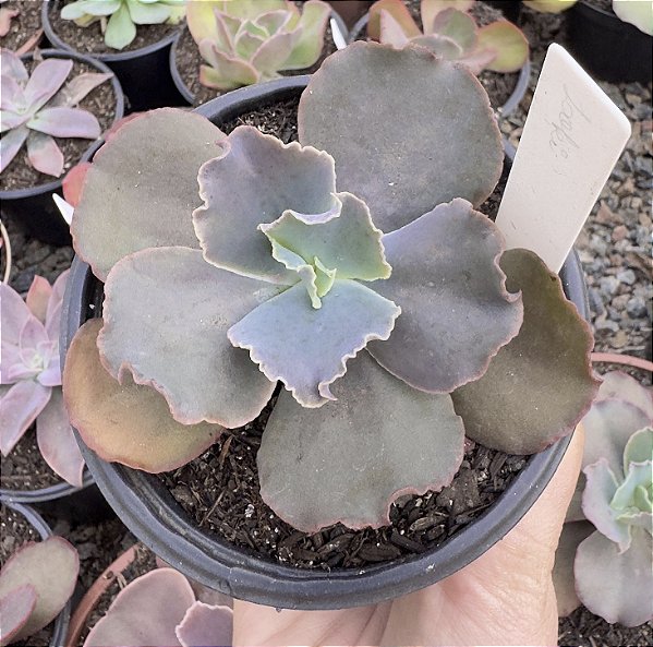 E. GIBB. LOKI POTE 9