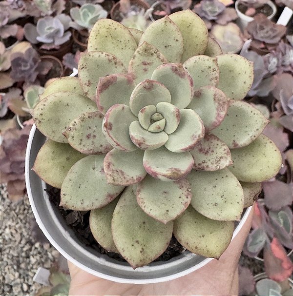 E. ALABAMY POTE 9