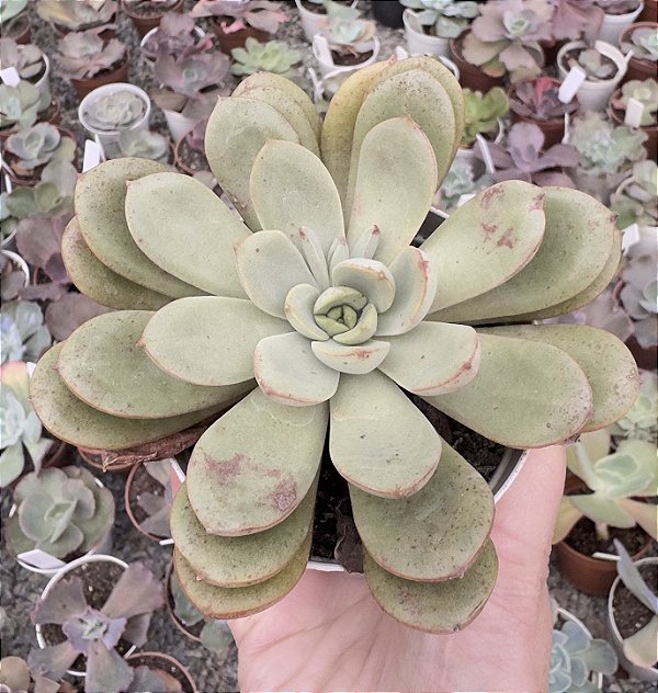 E. ALABAMY POTE 9