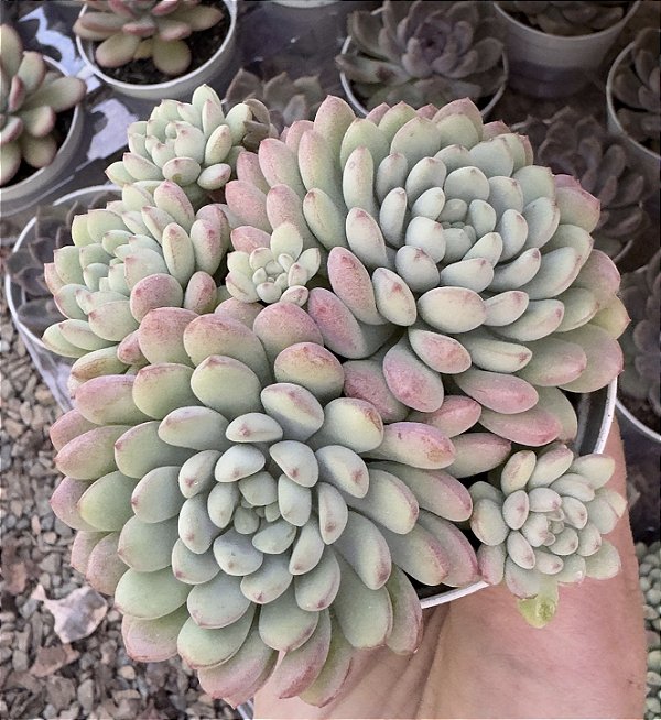 E. LITTLE RED EGG COLONIA POTE 9