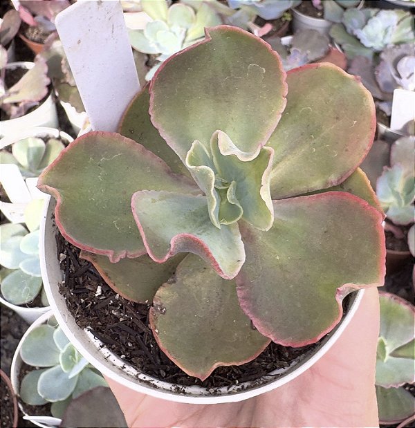 E. GIBB. MAGMA POTE 9