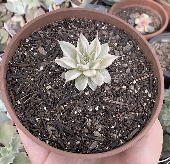 GRAP. SILVER STAR VAR. (PEQUENA) POTE 9