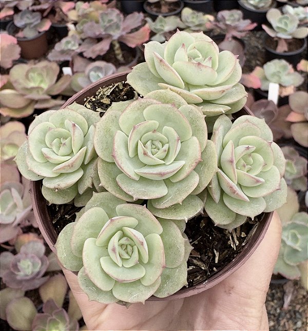E. GLORIA POTE 9