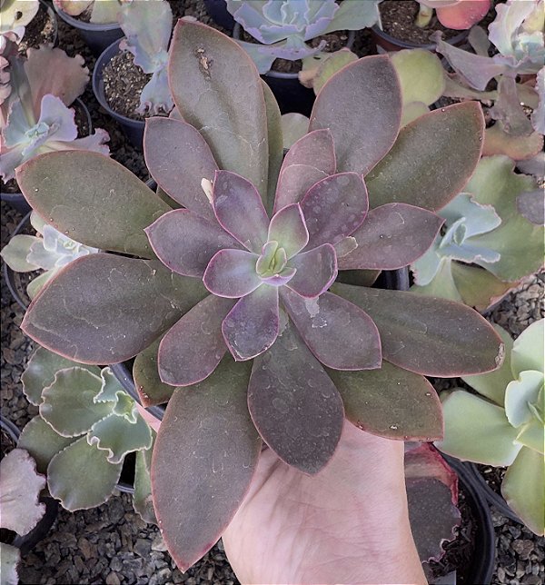 E. HANAIKADA POTE 9