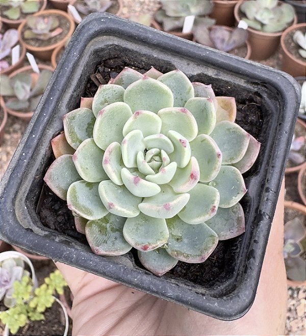 E. SITIFUKUMIAMA POTE 7