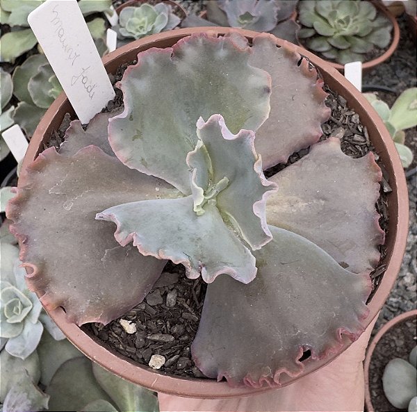 E. GIBB. MAUVE JADE POTE 11