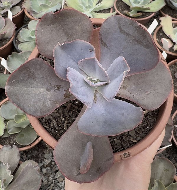 E. GIBB. DAKOTA (CARÚNCULAS) POTE 9