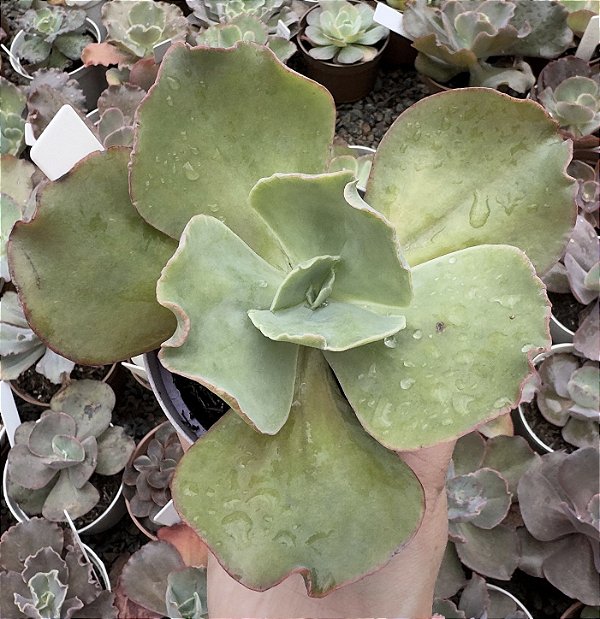 E. GIBB. BARBILLION (CARÚNCULAS) POTE 11