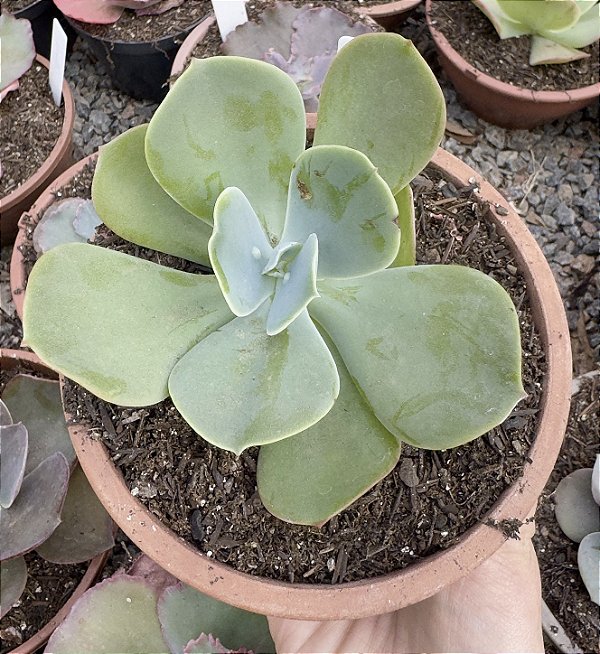 E. GIBB. PAPAGENO (CARÚNCULAS) POTE 11
