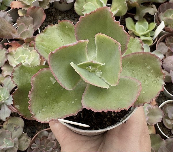 E. GIBB. DICK`S PINK POTE 9