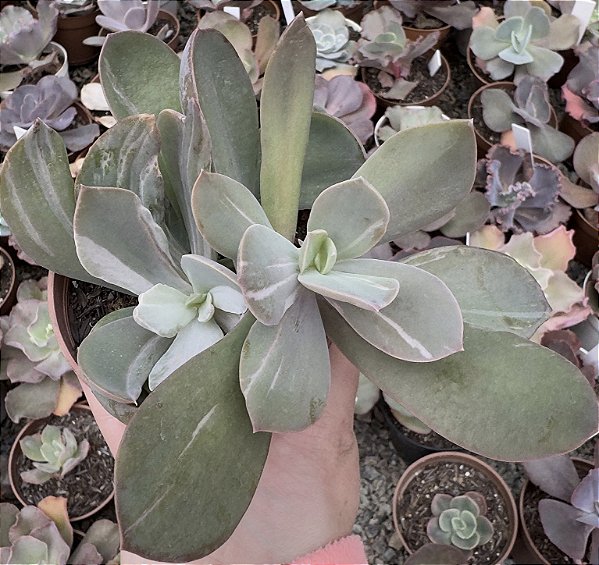 E. GERMAN VAR. POTE 9