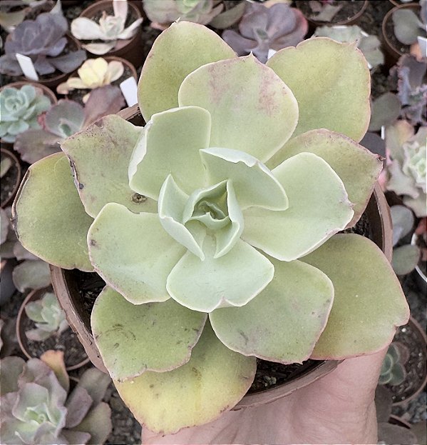 E. GIBB. CHANTILLY GREEN POTE 9