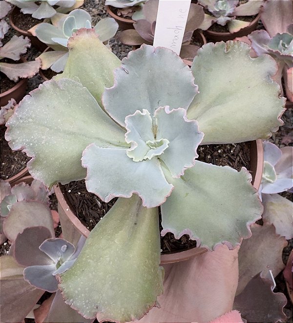 E. GIBB. BUBBLE MACHINE (CARÚNCULAS) POTE 13