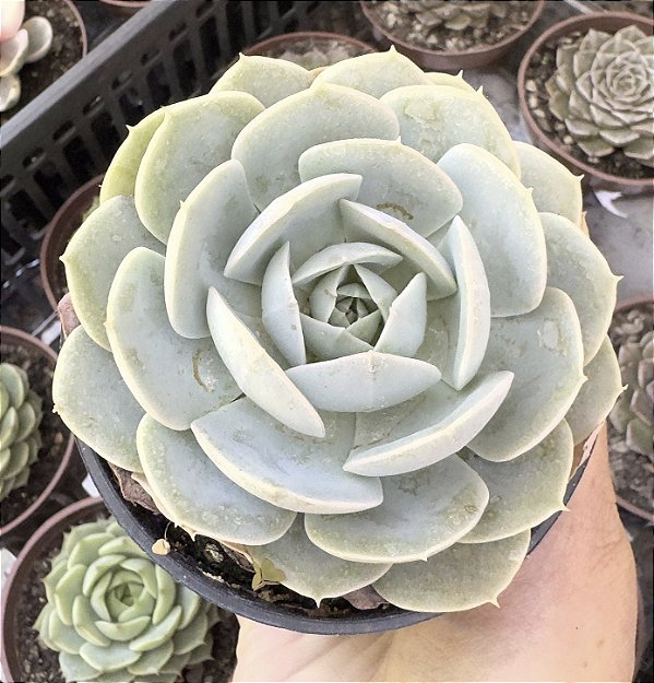 E. RUNYONII POTE 9