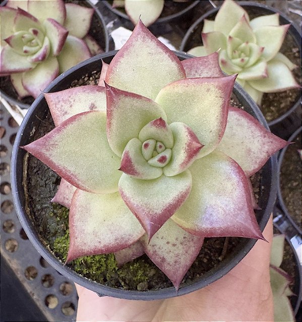 E. AGAV. ELECTRA POTE 9