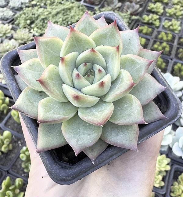 E. FIRE PILLAR POTE 7