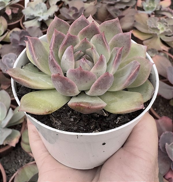 E. MAGENTA POTE 9