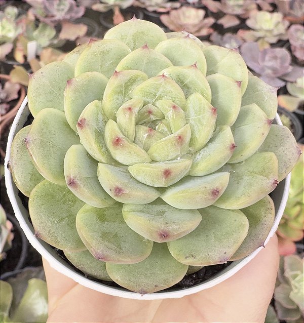 E. BLACK DIAMOND POTE 9