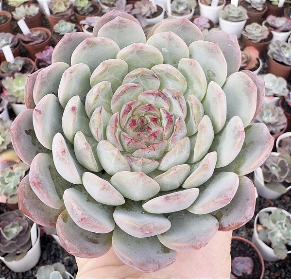 E. SUGAR HEART JENNY POTE 9