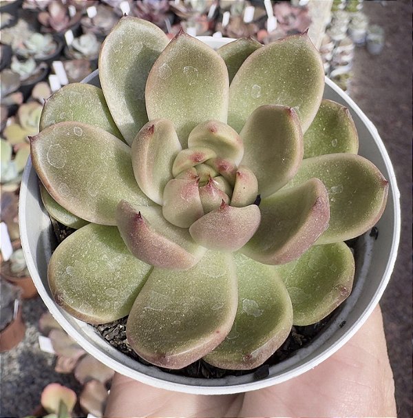 E. RYAN JENNY POTE 9