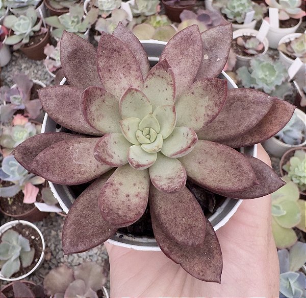 E. PINK FROG POTE 9