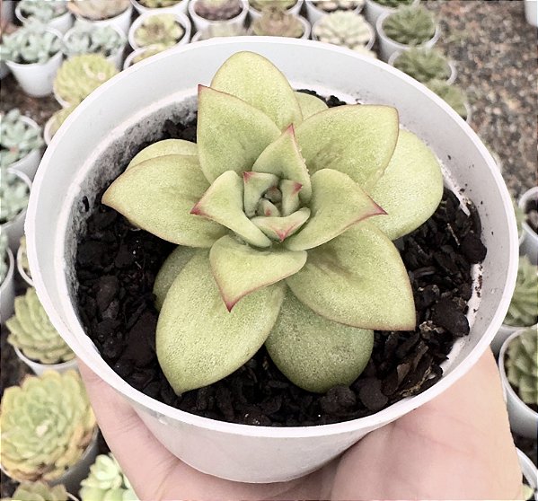 E. MARIA VAR. POTE 9