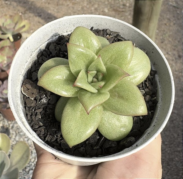 E. MARIA VAR. POTE 9