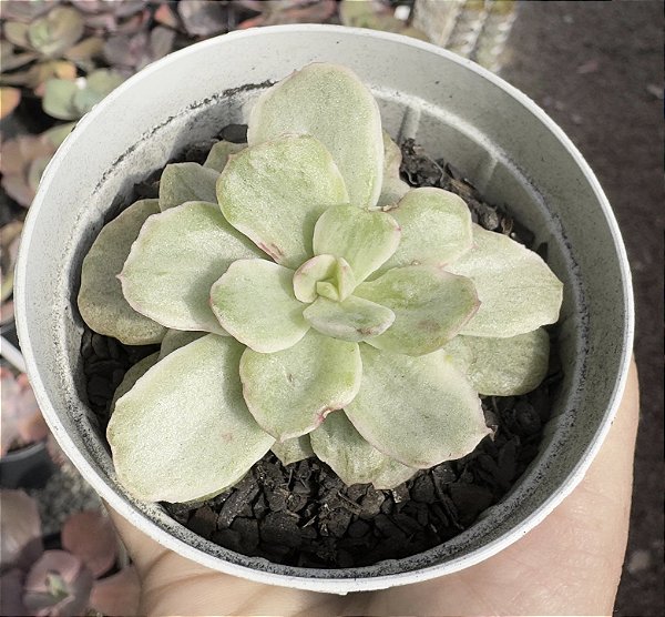 E. GINMEI TENNYO VAR. (MUTAÇÃO) POTE 9