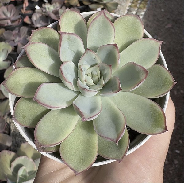 E. GREEN BUMPS (CARÚNCULAS) POTE 9