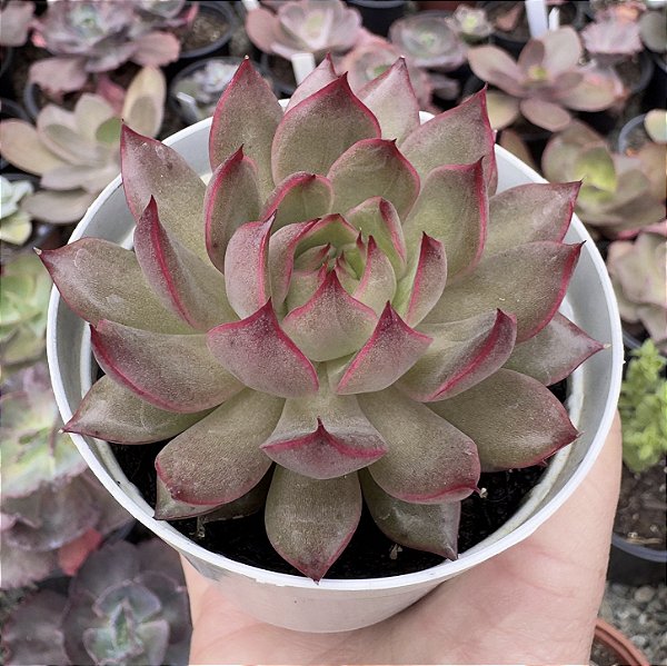 E. RED SPOT POTE 9
